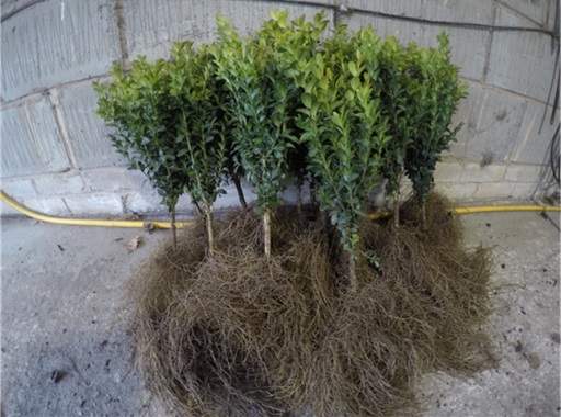 Bare root box plants in garage